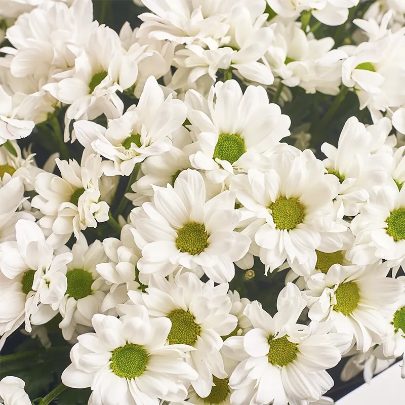 Букет из 15 белых кустовых хризантем